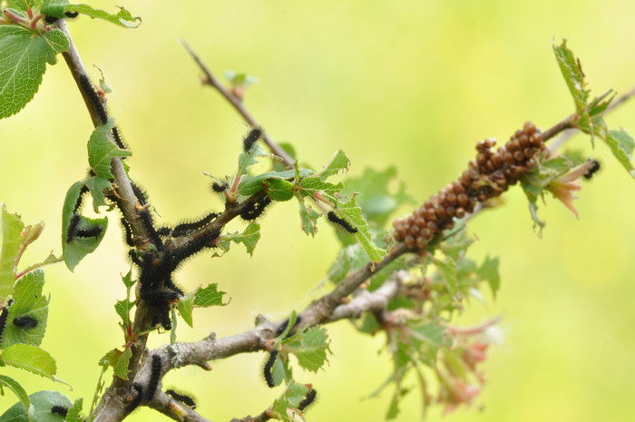 uova e larve di s. pavoniella?